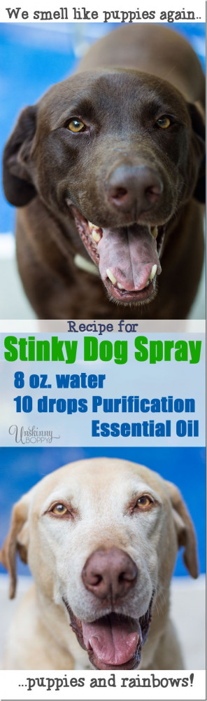 HOW TO GET RID OF THAT STINKY DOG SMELL