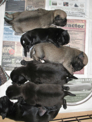 ... down time, this happened. welcome Alfie and Penelope’s new grumble