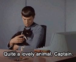 star trek spock the original black kitty mr spock spock loves cats