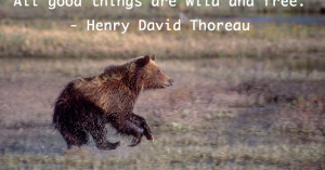 quote of the week henry david thoreau quote of the day yellowstone ...
