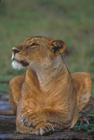 Lioness Image