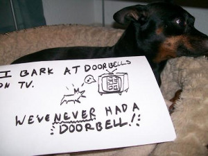 20 Bad Dogs Being Shamed With Signs