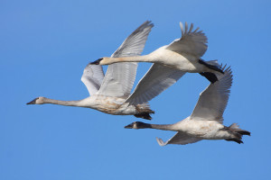 Trumpeter swans are among the migratory birds that may spend the ...