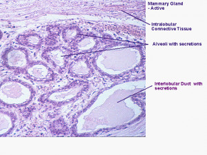 Mammary Gland Histology