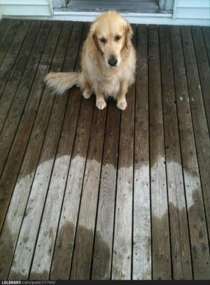 funny pictures, dog fell asleep in the rain