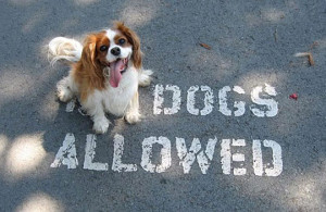 Funny photos funny cute no dogs allowed