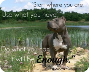 There are so many precious dogs {and cats} in the world who are in ...