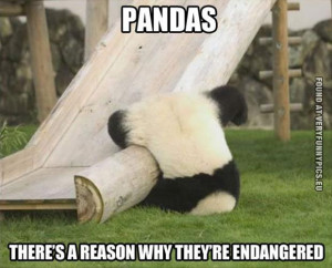 funny picture a reason why pandas endagered
