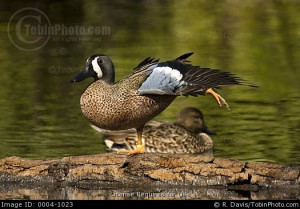 blue winged teal duck