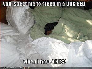 Funny Dachshund Pictures with Captions | … dachshund – Page 41 ...