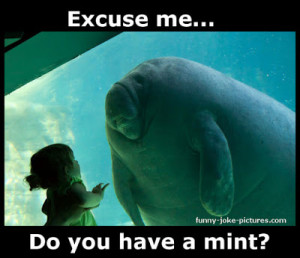 Aquarium Manatee Meets Little Girl - Excuse me... Do you have a mint?