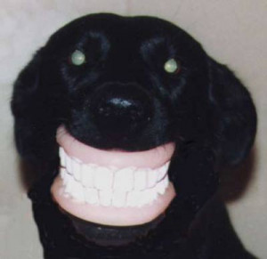 Funny dog wearing dentures.