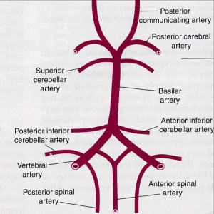 Circle of Willis Basilar Artery