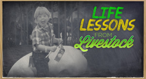 Showing Livestock Quotes Life lessons from livestock