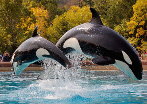 orca-killer-whales.jpg