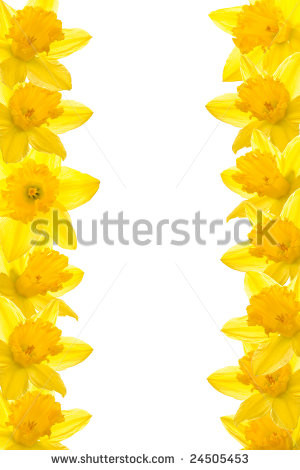 Daffodil border, isolated white background - stock photo