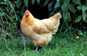 Rhode Island Red Chickens