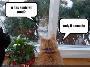 ... /wp-content/uploads/funny-pictures-cat-says-he-has-squirrel-food.jpg