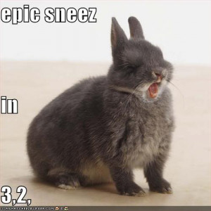 Funny-pictures-rabbit-is-about-to-h