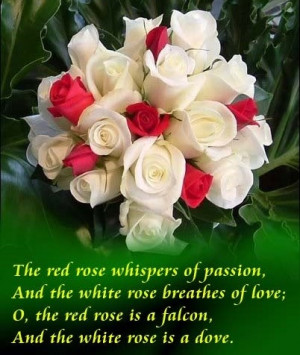 White Rose Picture with Love Quotes