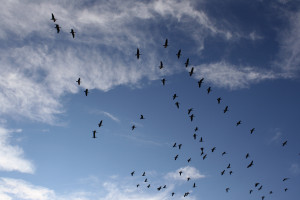geese flying in formation through a blue sky