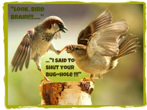 funny animal saying shut up