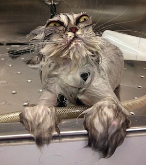 Cats Don’t Like to Get Wet