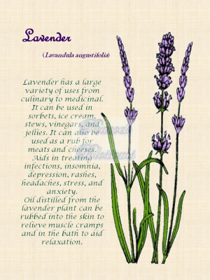 Botanical herbal decor, lavender. Printed on 8.5 x 11 canvas and ...