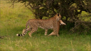 Prey-Catching, Killing, Cheetah, Tanzania, Antelope, Hunting, Bush ...