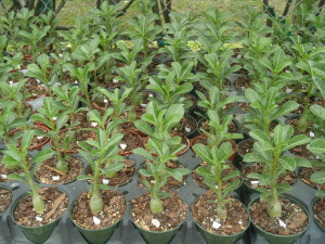 Adenium Desert Rose Bonsai 2 Plants