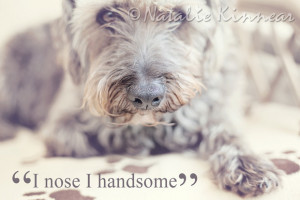 Pampered Pets Funny Dog Quotes - Handsome Pup