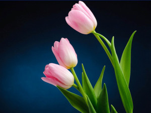 Pink Tulip Flower Pictures