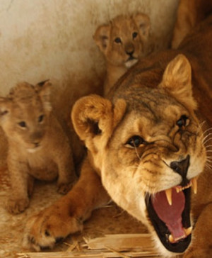 lioness protecting her cubs quotes