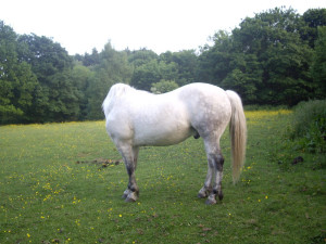 Rolling Horse Stock Humblebeez