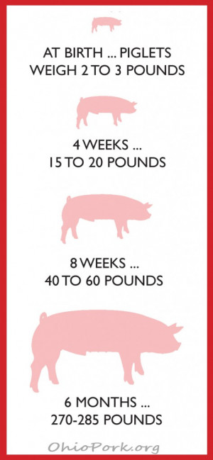 Pigs Grow Fast…Naturally