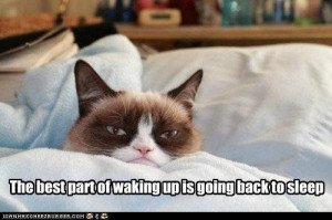 Grumpy Cat quote of the day - Grumpy Cat Fanart