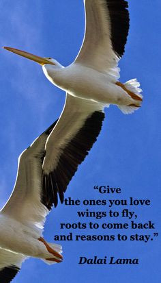 to stay.” Dalai Lama -- On FMcGinn image of pelicans in flight ...