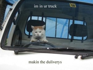 Cat Driving Truck