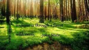 forest quotes (2)