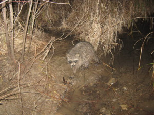 snared coon 220 blind set coon