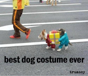 funny lol pic picture animal dog costume meme