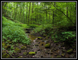 Monongahela Forest West Virginia 2011