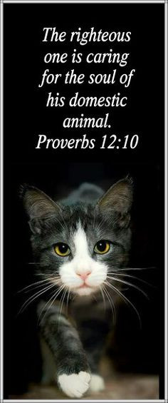 Cat Quotes at The Great Cat www.thegreatcat.org on Pinterest | 269 Pi ...