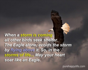 eagle quotes fly storm quote life quotesgram