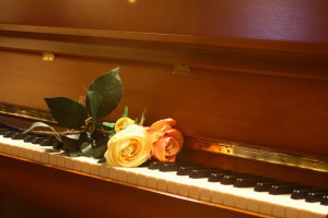 Piano Rose Image