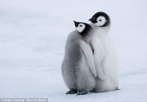 baby penguin love by baby penguins who love baby penguins in love who ...