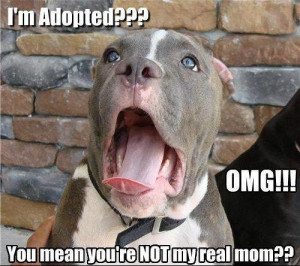 Adopted Dog