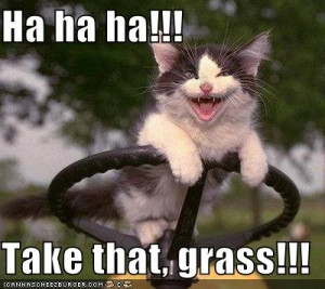 lawn mowing kitteh.jpg