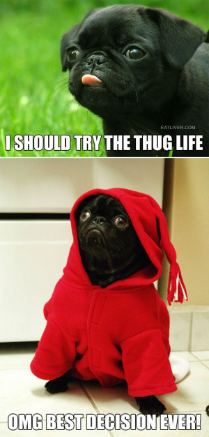 Crazy #Funny Pictures #pug #thuglife