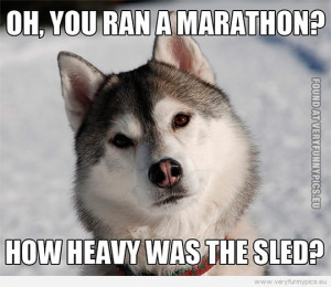 Funny Picture - Husky - Oh, you ran a marathon? How heavy was the sled ...